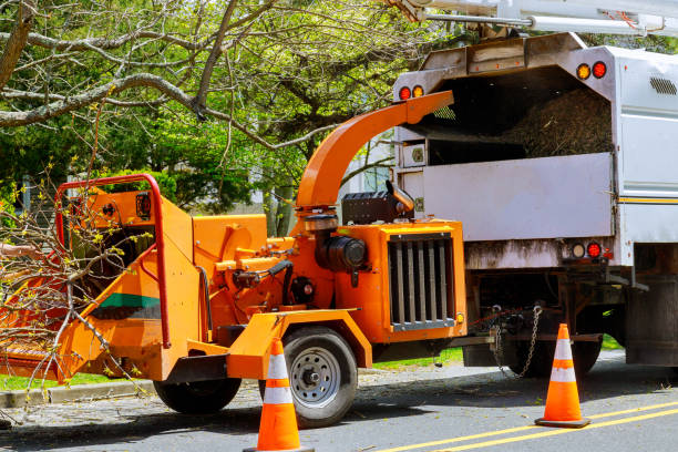 Tree Removal and Landscaping Services